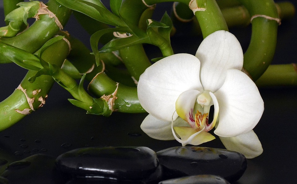 Heilpraktikerin Martina Luzia Wolf, Hofer Straße 253 in Oberlungwitz