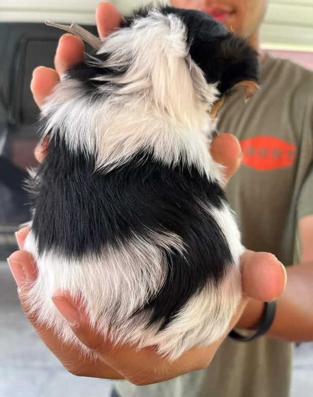 Images Bad, Beautiful & Bossy AKC Yorkies