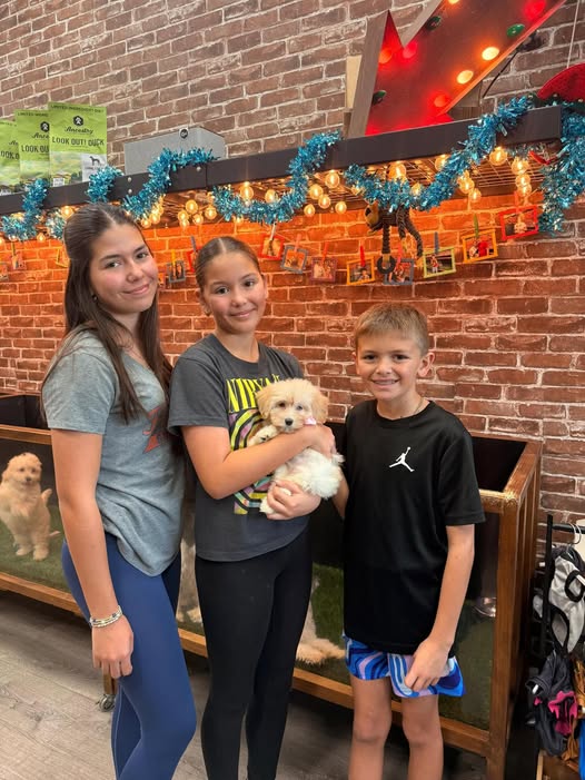 Puppies Direct Image