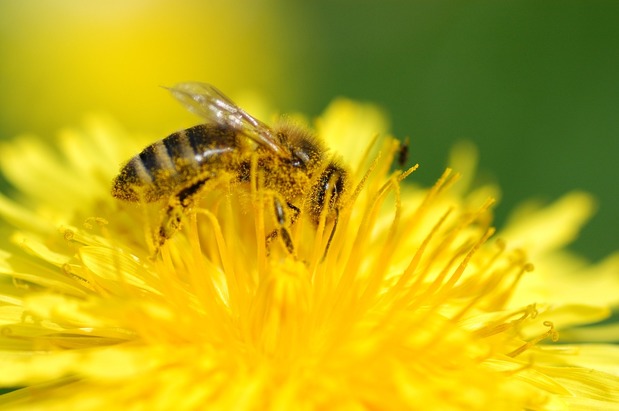 Images Your San Diego Beekeeper