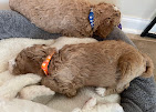Image 7 | Golden Paw Puppies
