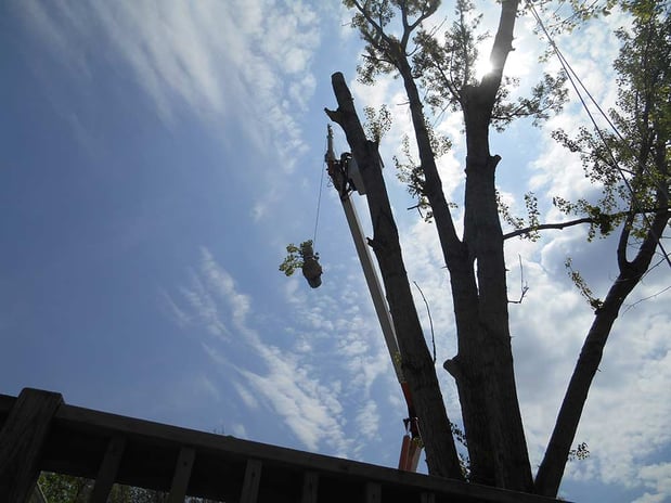 Images Wellman Tree Service