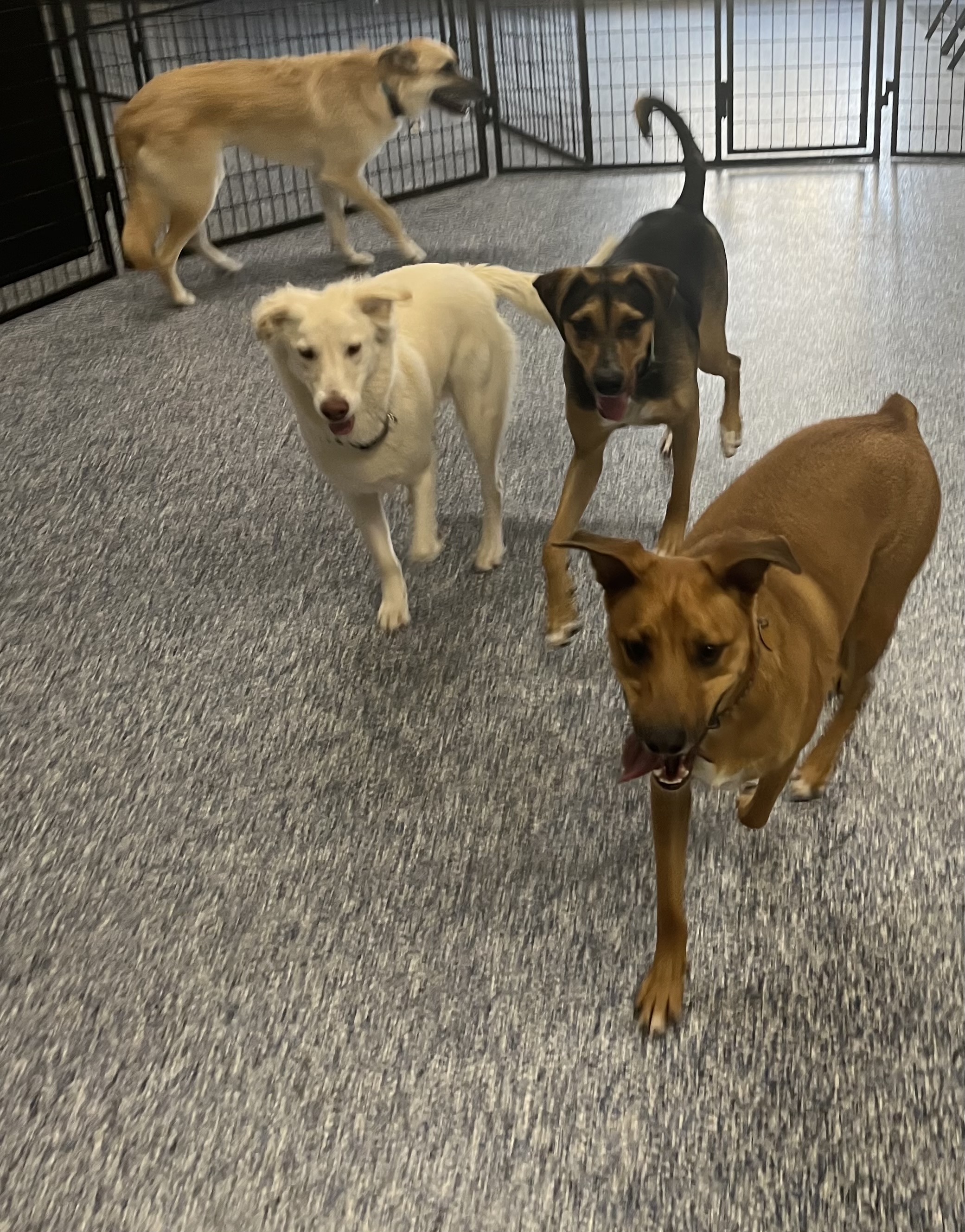 Group of dogs socializing and moving around inside the indoor dog daycare playroom. 