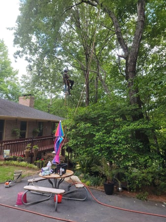 Images Fortson Tree Company