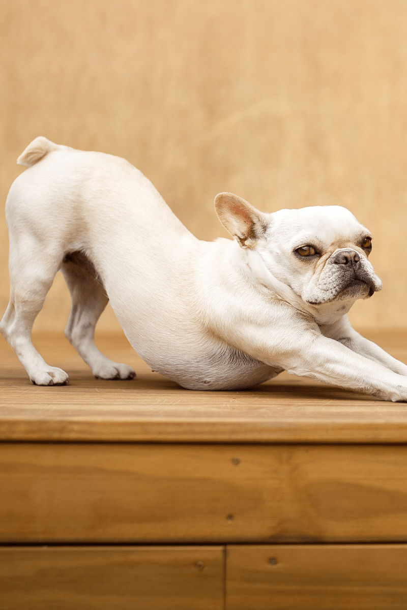 Chiropractic Care With Dr. Bones Mike's Feed Farm