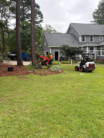 Images Tree Assault Tree Care