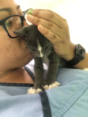 Images Melrose La Brea Animal Hospital