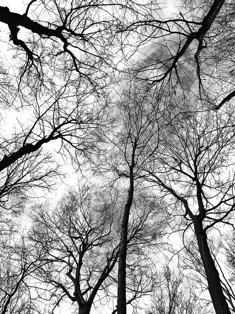 Images J. Daniels' Trees