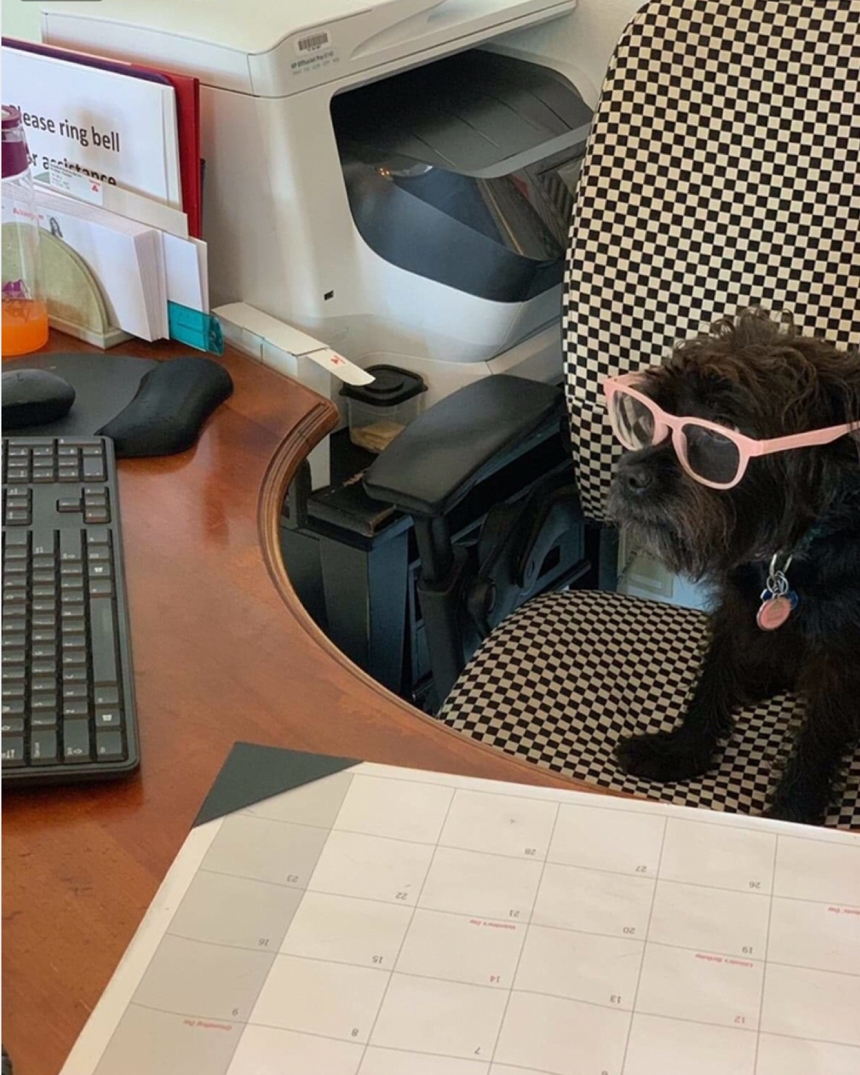 Happy Receptionist Day! A special shoutout goes to one of our favorite furry receptionists, Molly! She was the heart of our office and is greatly missed!