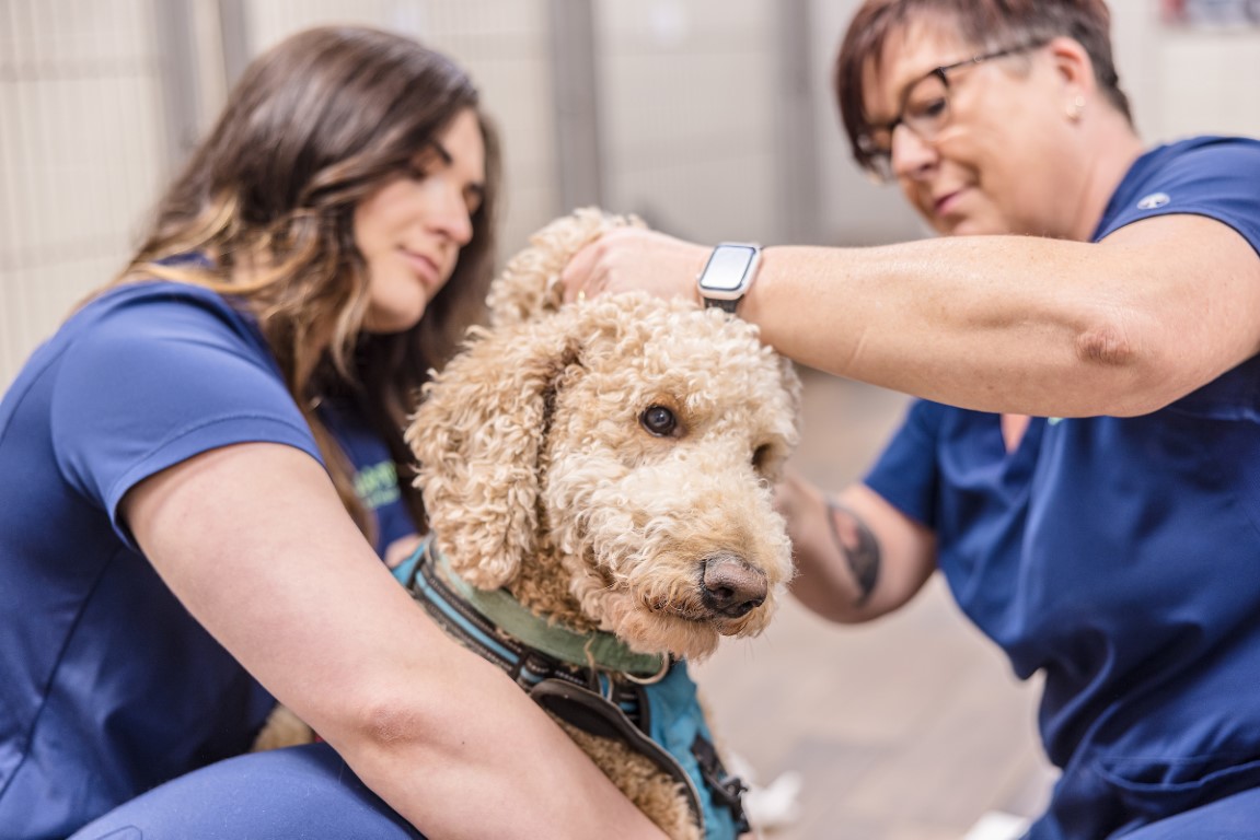 Hill Top Animal Hospital Image
