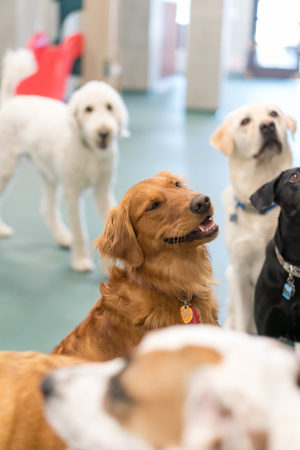 Images Best Friends Pet Hotel