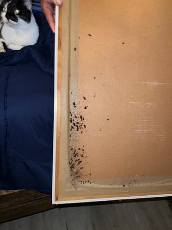 Images Highland Pest Control