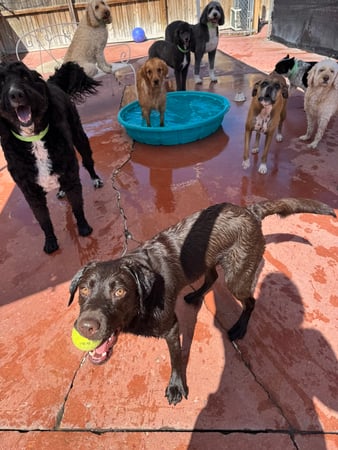 Images VCA Mountainview Animal Hospital & Pet Lodge