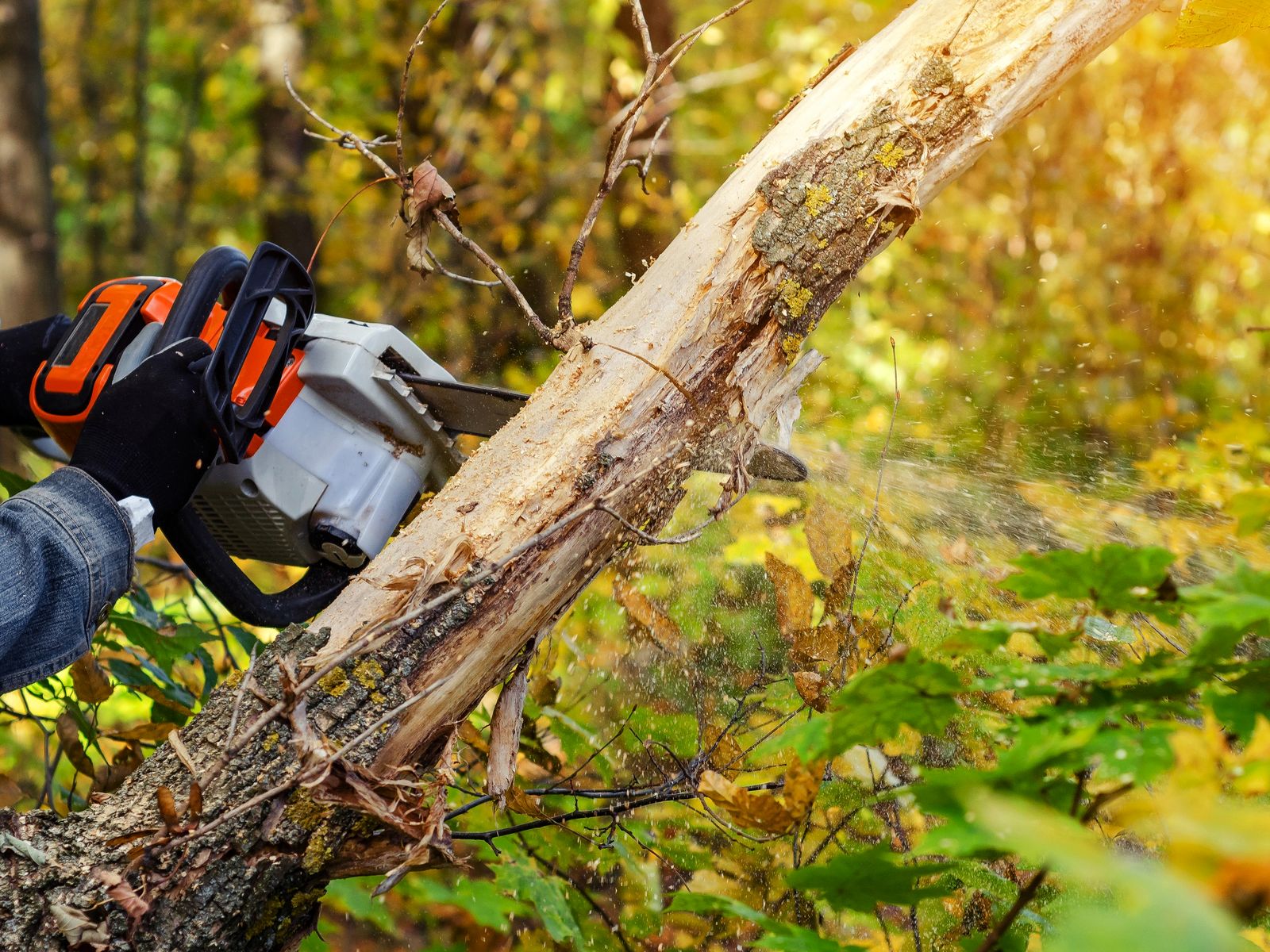 Tarzan Tree Removal, LLC