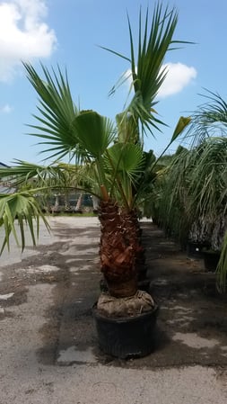 Images Texas Palm Trees and Irrigation LLC