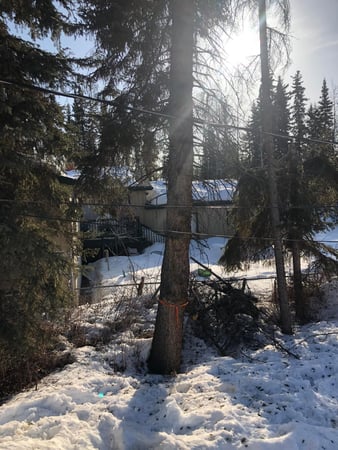 Images Great Alaska Tree Company