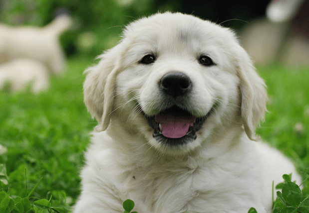Images Baird's Animal Hospital