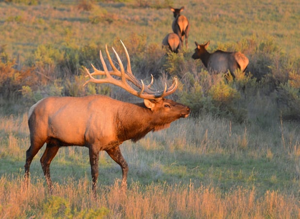 Images Staybridge Suites Great Falls by IHG