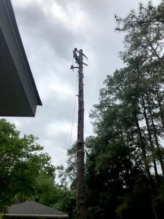 Images Tree Assault Tree Care