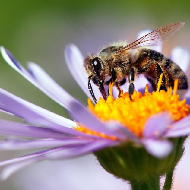 Bienen umsiedeln & Bienennest entfernen in Zürich Logo