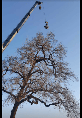 Images John Ayers Tree Surgeons