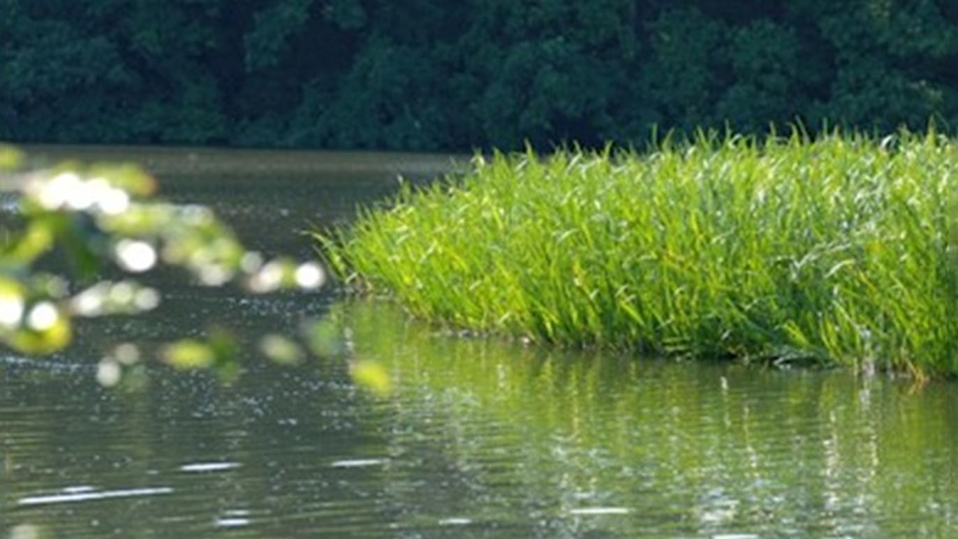 Images Vestbirk Camping ApS