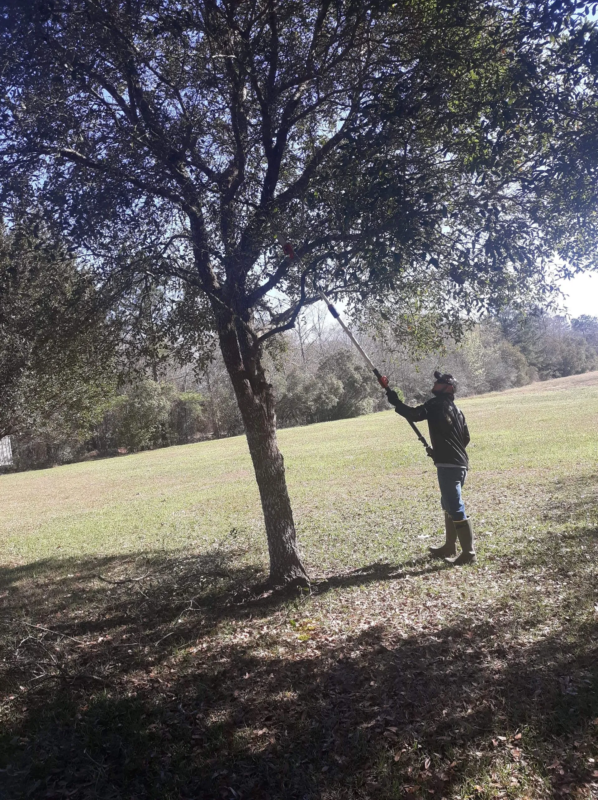 A person in boots and safety gear trims high tree branches using a pole saw in a sunny field.
