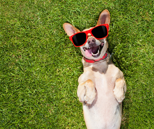 Images Great Outdogs