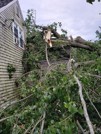 Images Cape & Island Tree Service Inc