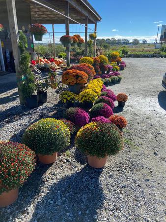 Images Whispering Pines Nursery and Landscaping