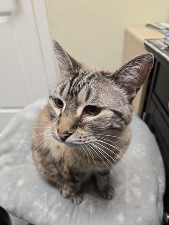 Images Sunshine Animal Hospital