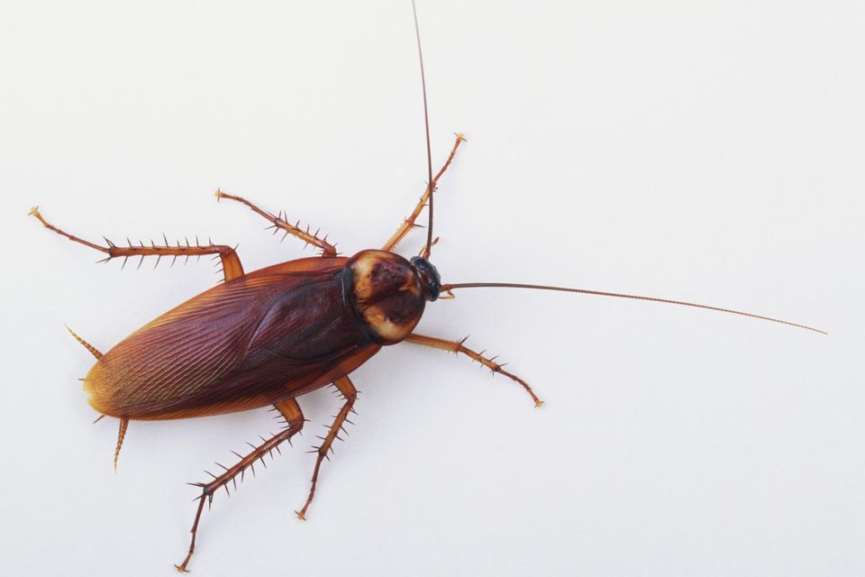 cockroach pest control exterminator services