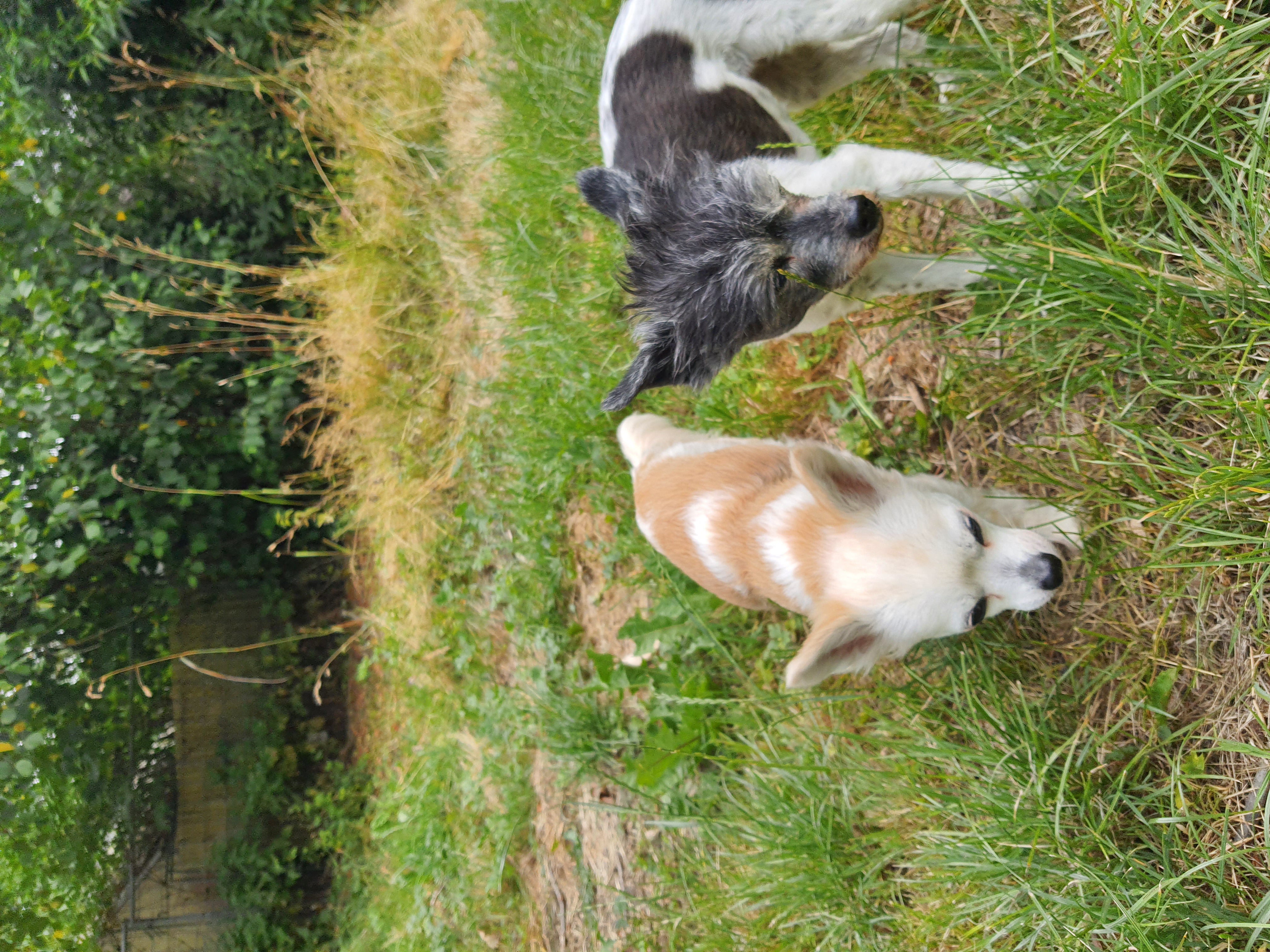 Bilder Pfoetchenhotel fuer minis