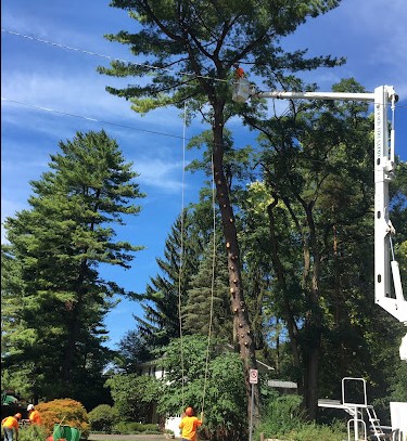 Images Aikey's Tree Service