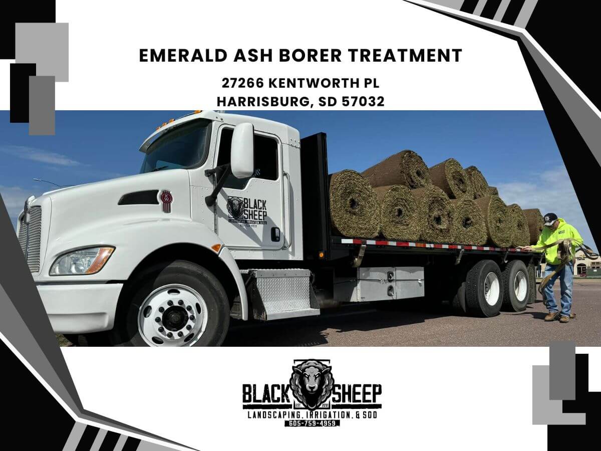 Black Sheep Landscape Image