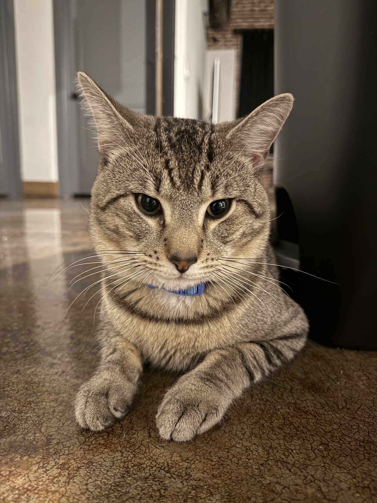 A close-up shot of a tabby cat wearing a blue collar, lying down on a textured brown floor. The cat's face is directly facing the camera with its paws crossed in front of it. The background is slightly blurred, showing hints of an indoor environment with doorways and brickwork.