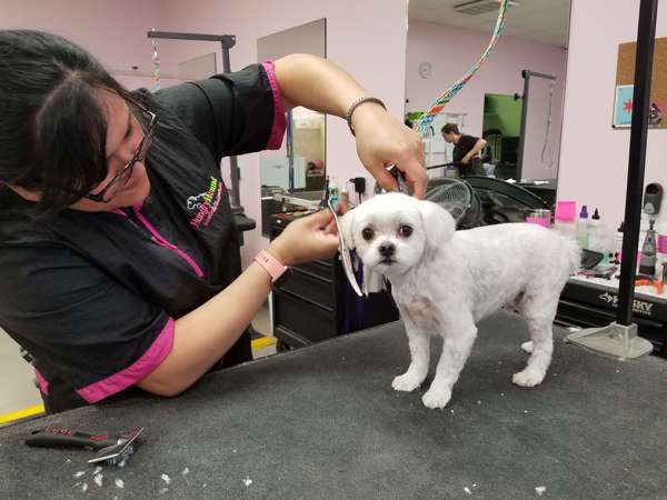 Images Hungry Hound Boutique & Grooming