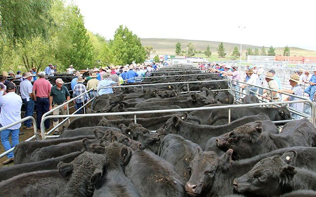 Images Monaro Livestock & Property Pty Ltd