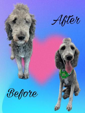 Images Outlaws Pet Grooming LLC