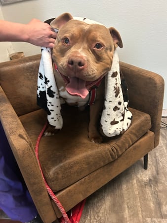 Images VCA Milliken Animal Hospital