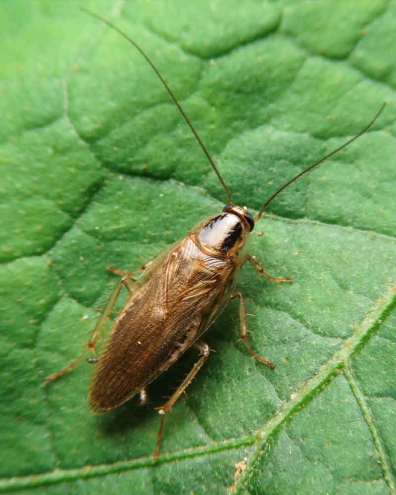 Bilder Logicomed Sagl