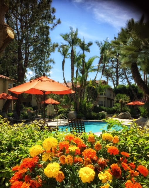 View of the pool