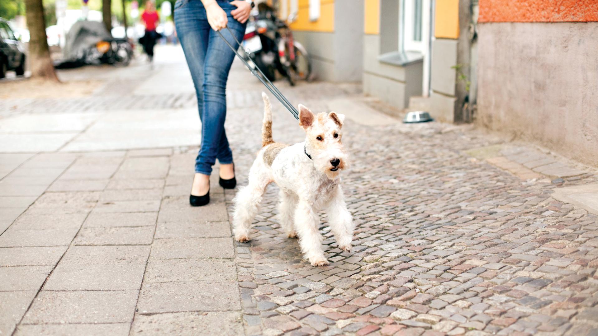 Scenic walks with ample pet-friendly outdoor areas nearby