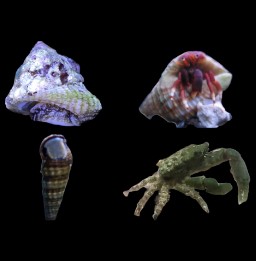 Seahorse Aquariums 4