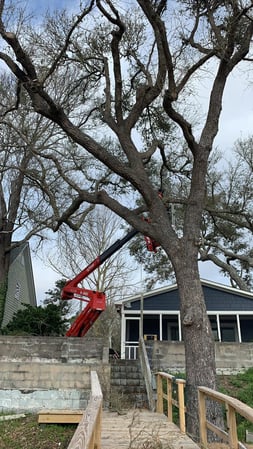 Images A Cut Above Tree Experts