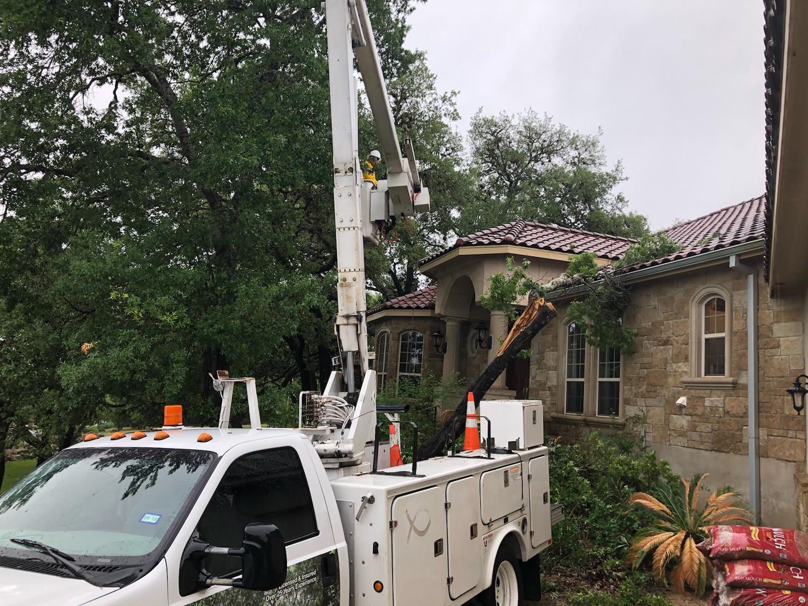 SA Total Tree Service Photo