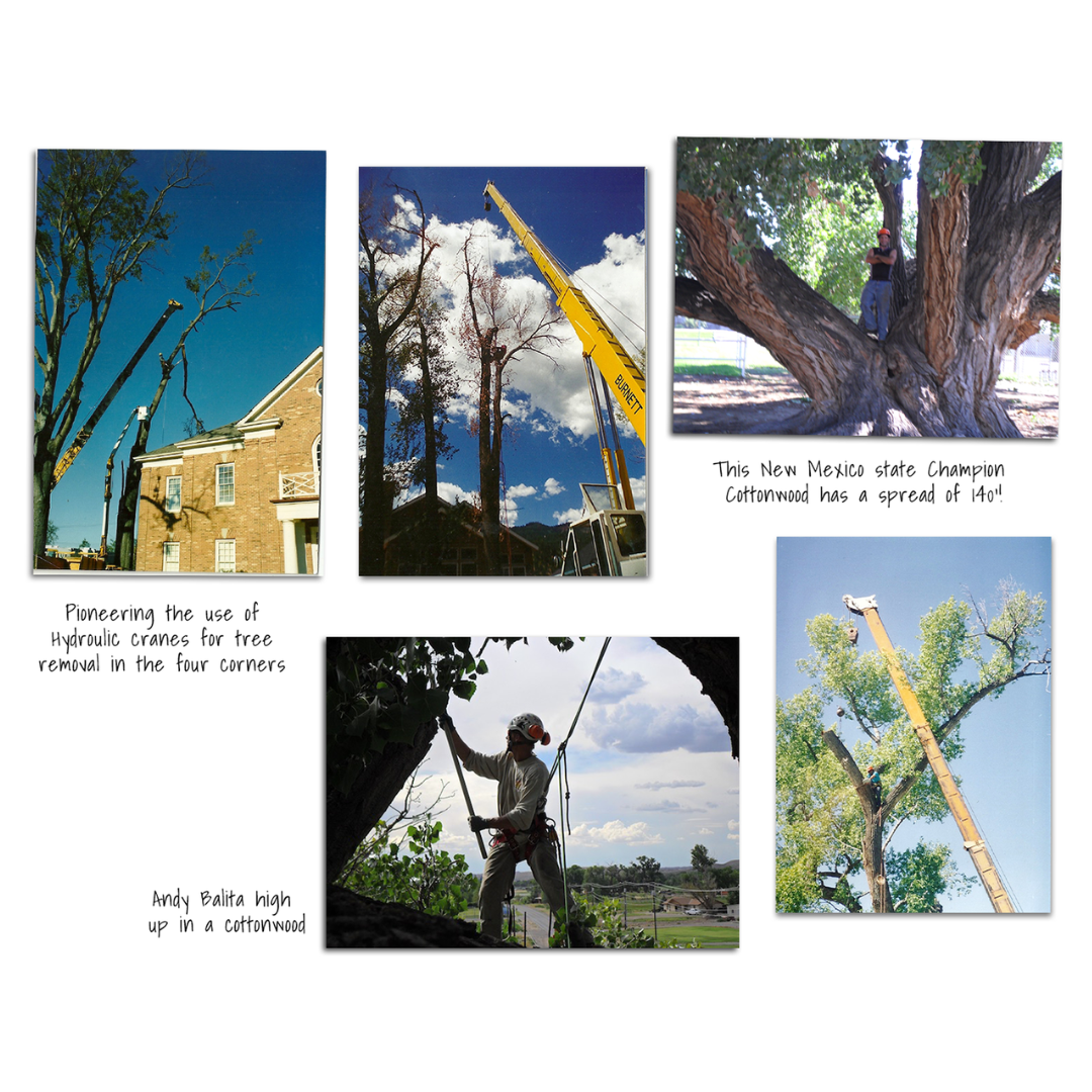 Heartwood West Tree Service Image