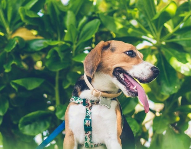 Images MalsPals Pet Dental Cleaning