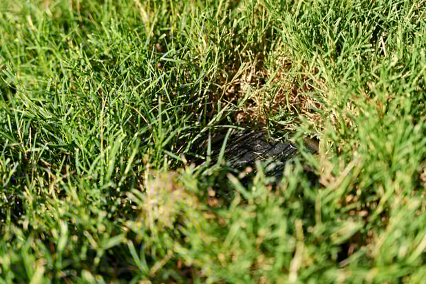 Images Pest Magic, LLC