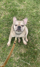 Images Dog Pawpa K9 Connection